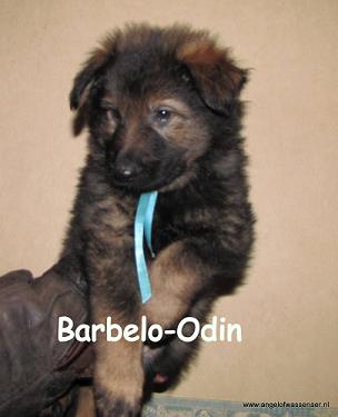 Barbelo-Odin